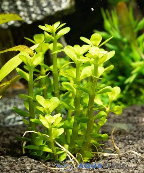 Aquatic Plants available for aquarium 2