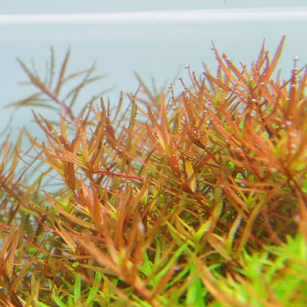 Aquatic Plants available for aquarium 3