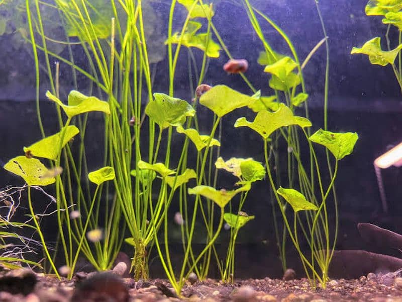 Aquatic Plants available for aquarium 4