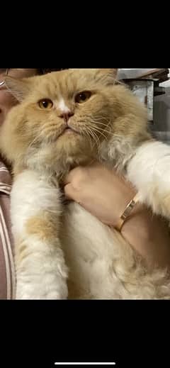 persian cat