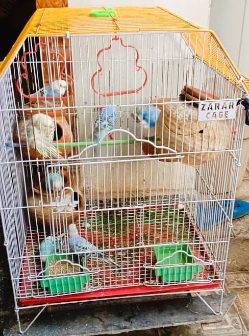 A Beautiful Birds Cage With 3 Australian Birds is Available For Sale 1