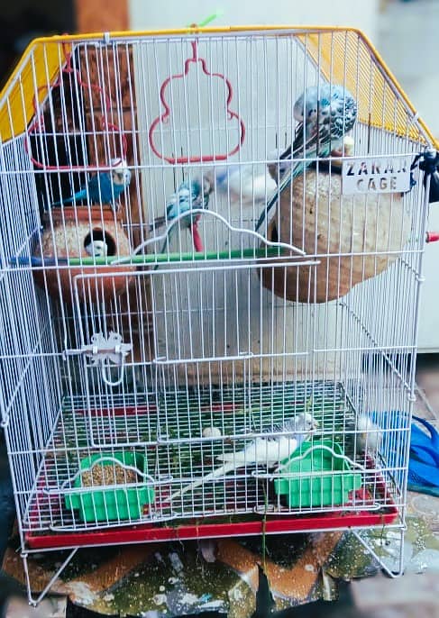 A Beautiful Birds Cage With 3 Australian Birds is Available For Sale 2