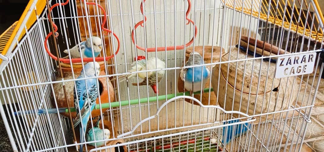 A Beautiful Birds Cage With 3 Australian Birds is Available For Sale 3