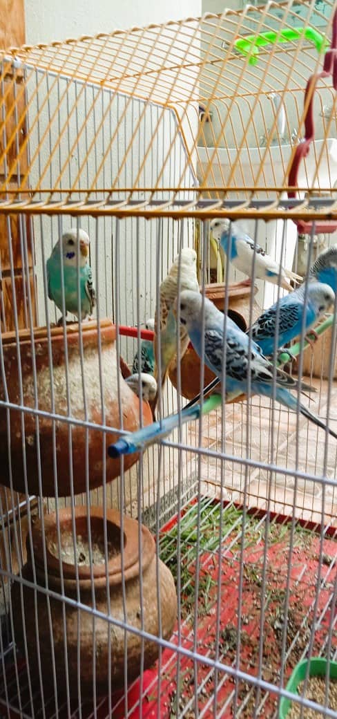 A Beautiful Birds Cage With 3 Australian Birds is Available For Sale 4