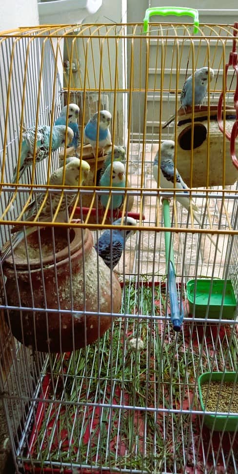 A Beautiful Birds Cage With 3 Australian Birds is Available For Sale 5