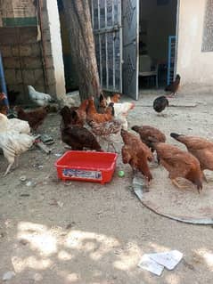 desi Golden Mishri hen