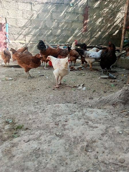 desi Golden Mishri hen 3