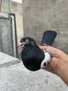 Teddy pigeon