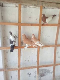 Pigeons for sale