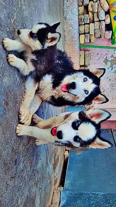 Siberian husky pups