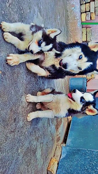 Siberian husky pups 1