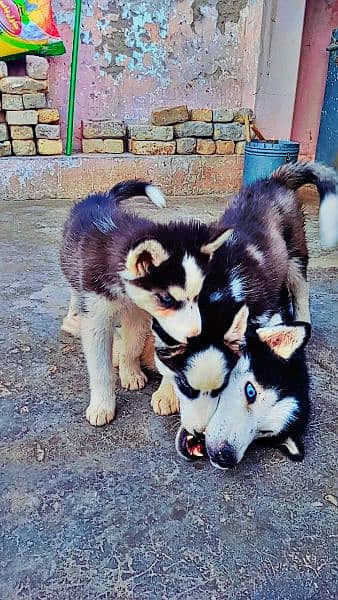 Siberian husky pups 2