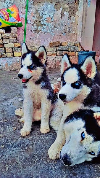 Siberian husky pups 3