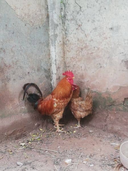 Desi breeder pair for sale 03315669922 0