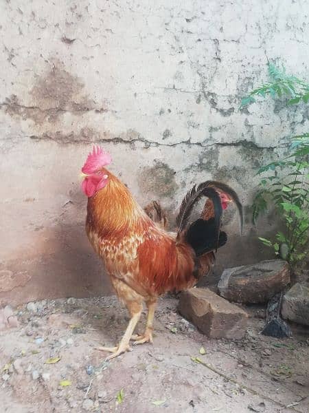 Desi breeder pair for sale 03315669922 1