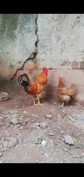 Desi breeder pair for sale 03315669922 3