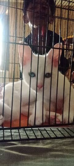 persian white cat with two different eyes colors