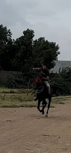 Male riding horse