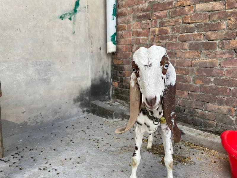 Bakri and Bacha (Male) 0