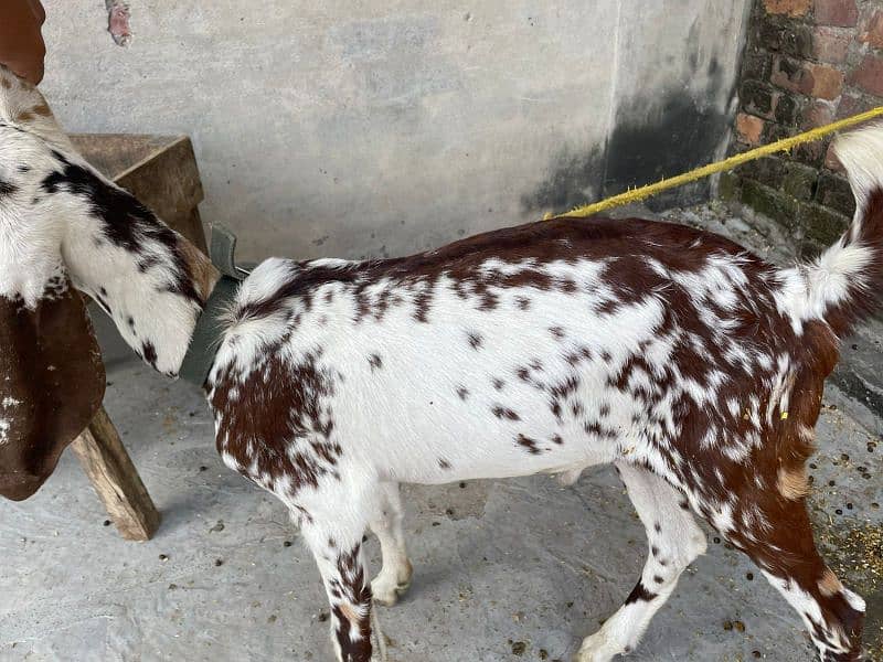 Bakri and Bacha (Male) 1