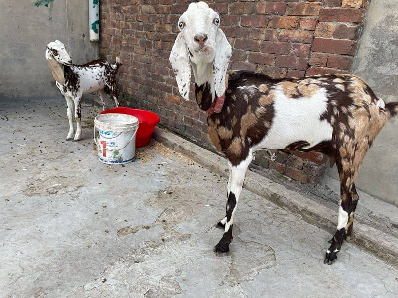 Bakri and Bacha (Male) 3