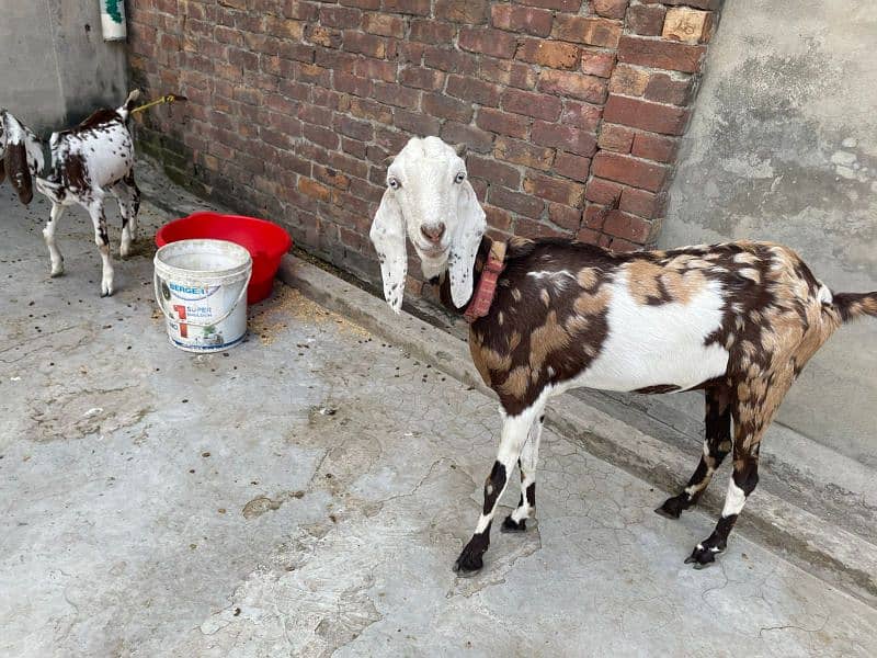 Bakri and Bacha (Male) 4