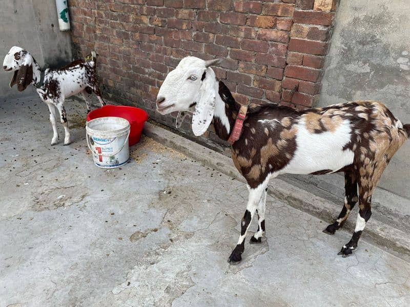 Bakri and Bacha (Male) 6