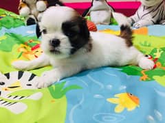 Shih Tzu puppies available