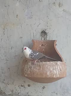 pied dove ,1500 per pair