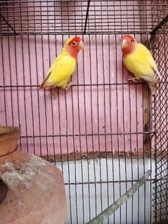 Common Lutino Breeding Pair & Blue Pasnata Breeding Pair