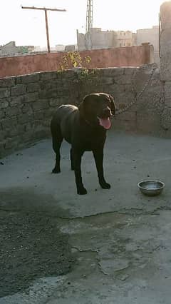 Labrador Female for Sale