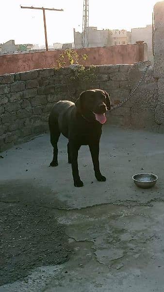 Labrador Female for Sale 0