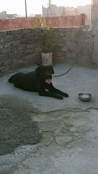 Labrador Female for Sale 1