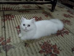 1 year persian vaccinated cat