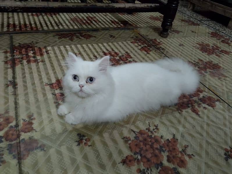 1 year persian vaccinated cat 0