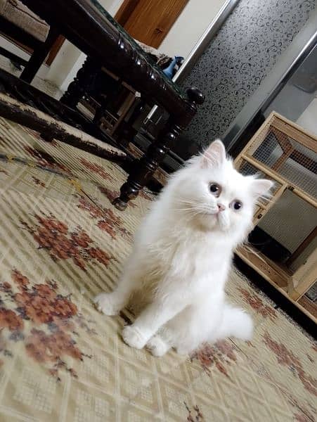 1 year persian vaccinated cat 1