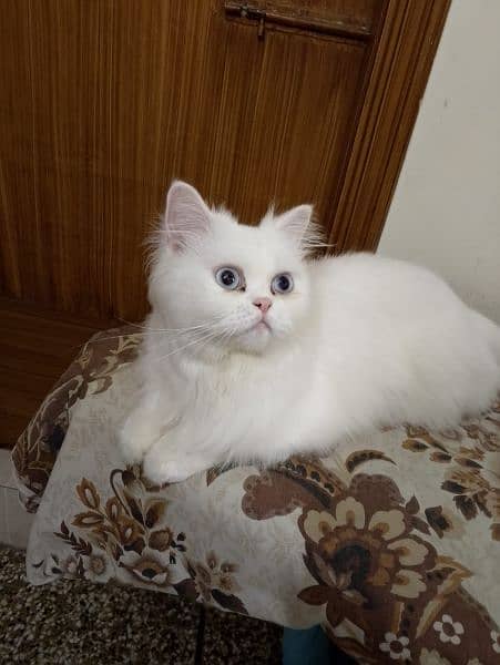 1 year persian vaccinated cat 2