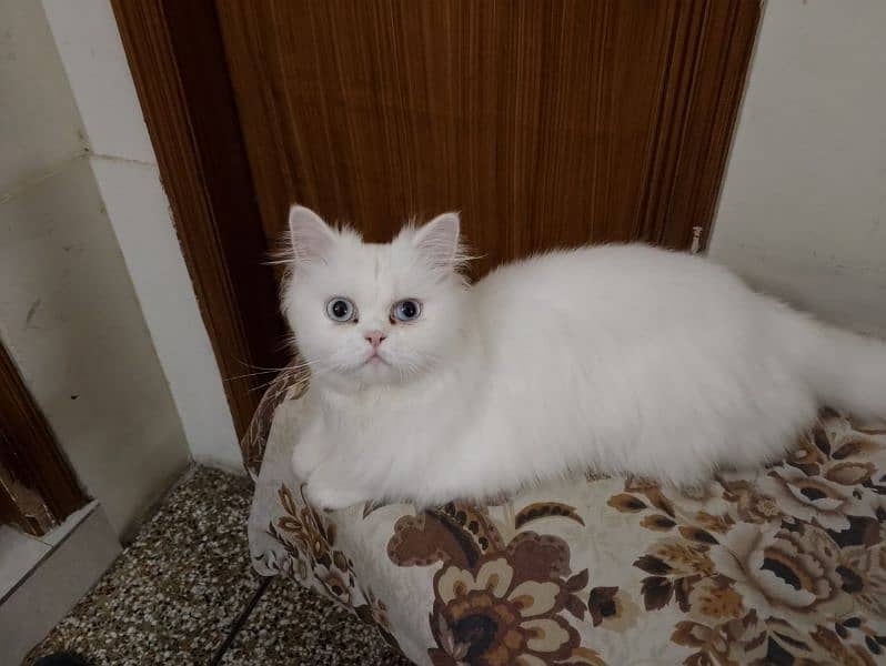 1 year persian vaccinated cat 3