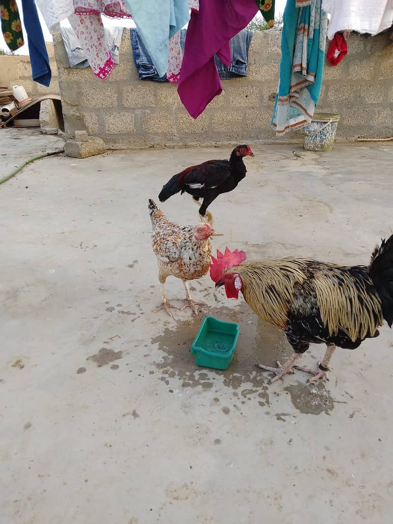 Aseel Hens Urgent Sale ( Aseel Murgiya ) 5