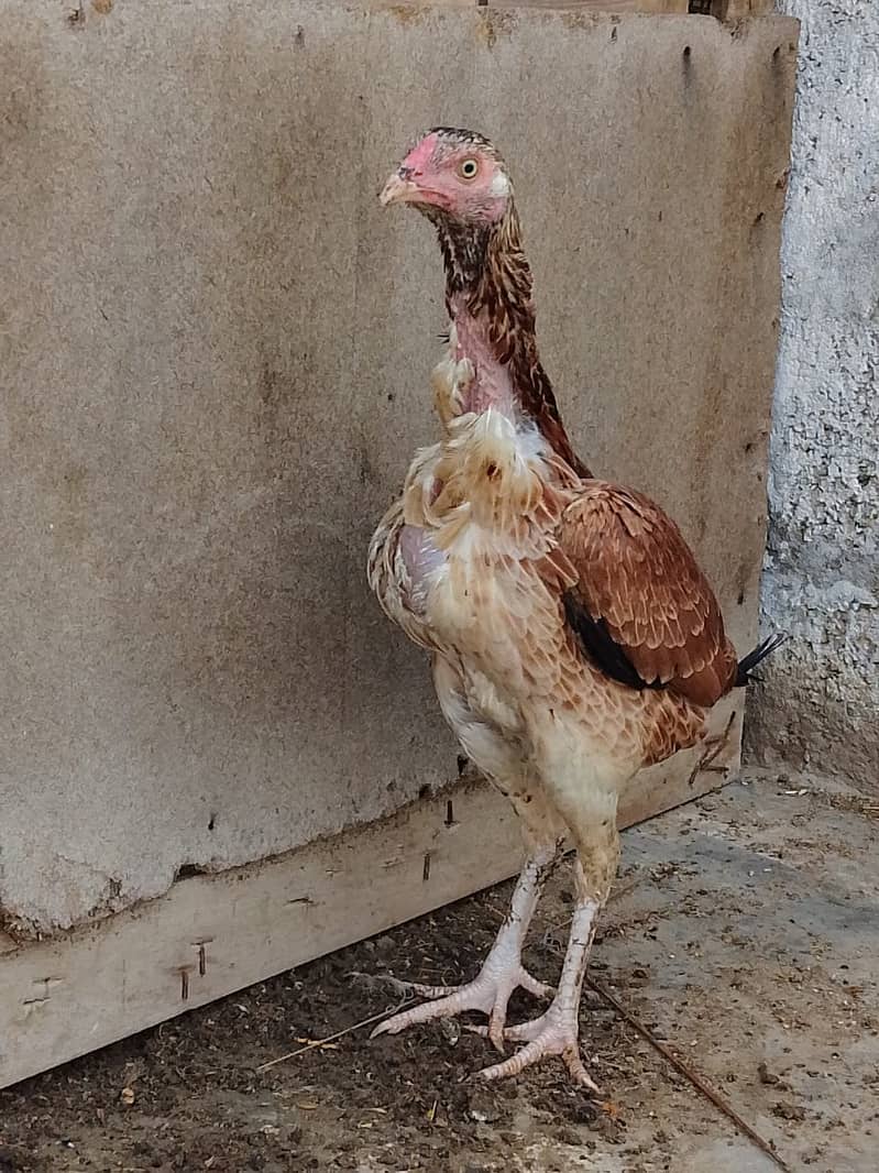 Aseel Hens Urgent Sale ( Aseel Murgiya ) 6