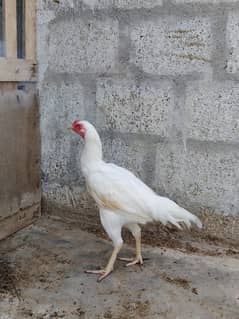 Aseel Hens Urgent Sale ( Aseel Murgiya )