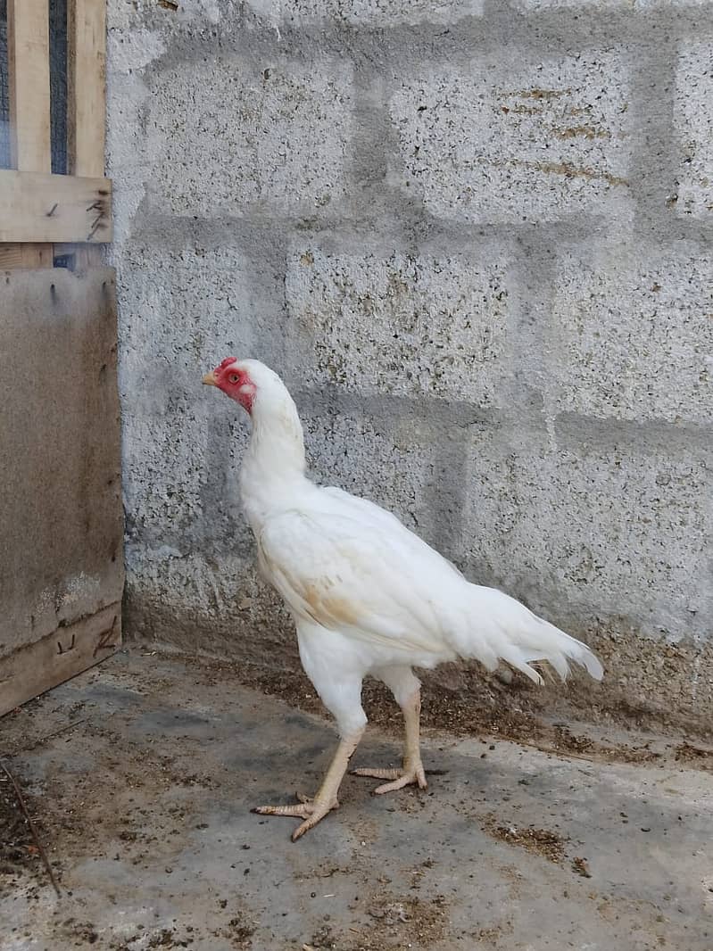 Aseel Hens Urgent Sale ( Aseel Murgiya ) 0