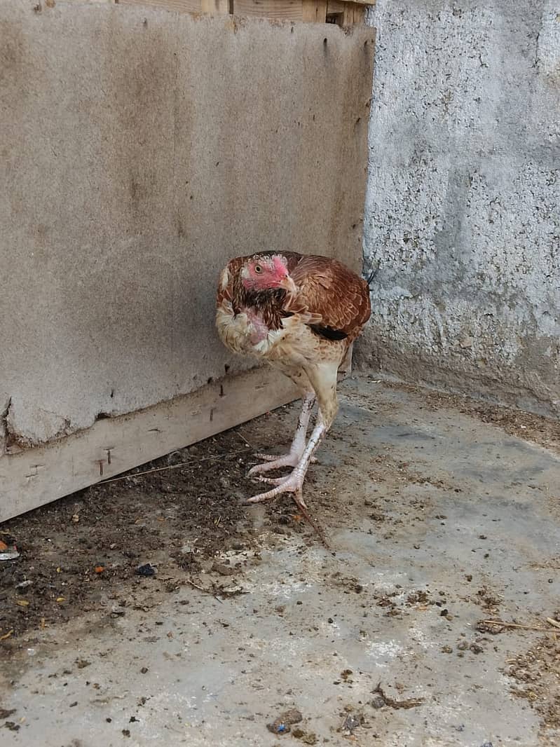 Aseel Hens Urgent Sale ( Aseel Murgiya ) 7