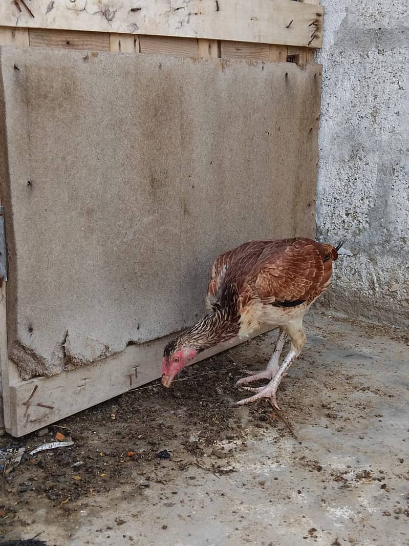 Aseel Hens Urgent Sale ( Aseel Murgiya ) 8