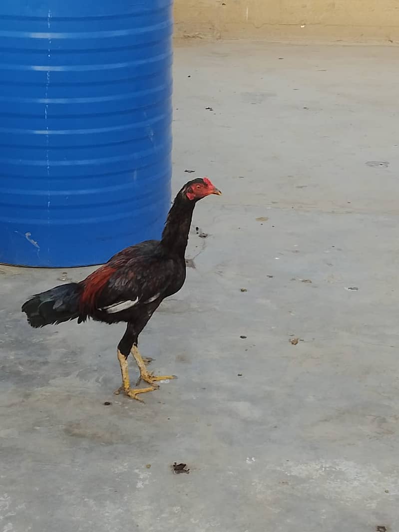 Aseel Hens Urgent Sale ( Aseel Murgiya ) 9