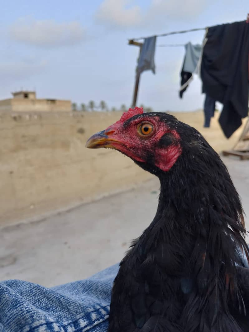 Aseel Hens Urgent Sale ( Aseel Murgiya ) 10