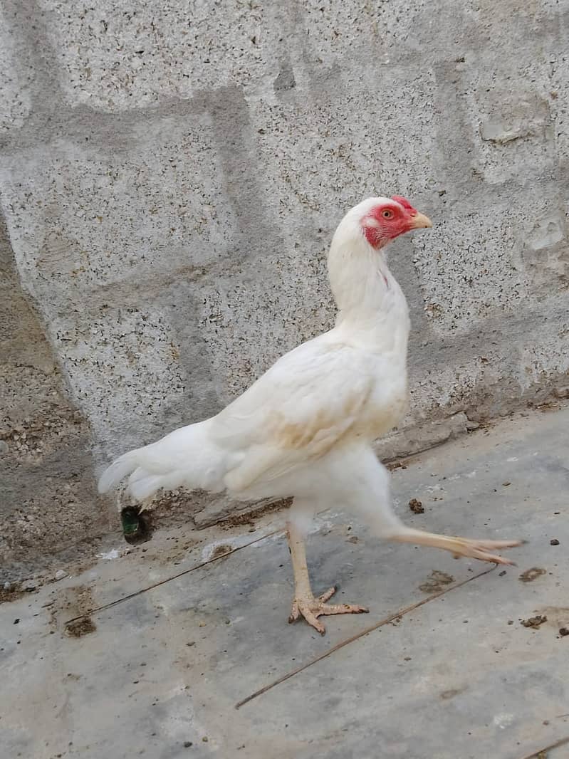 Aseel Hens Urgent Sale ( Aseel Murgiya ) 11