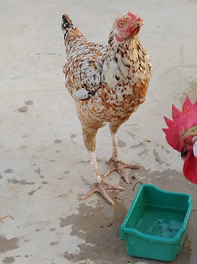 Aseel Hens Urgent Sale ( Aseel Murgiya ) 12