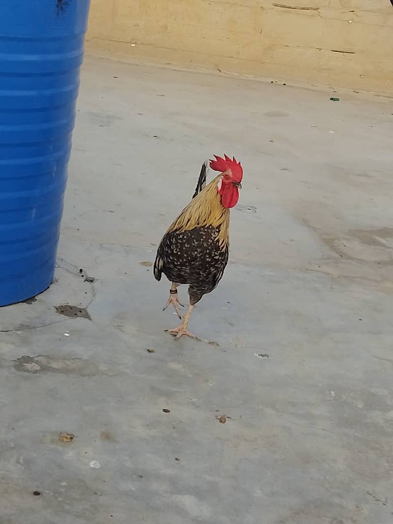 Aseel Hens Urgent Sale ( Aseel Murgiya ) 13