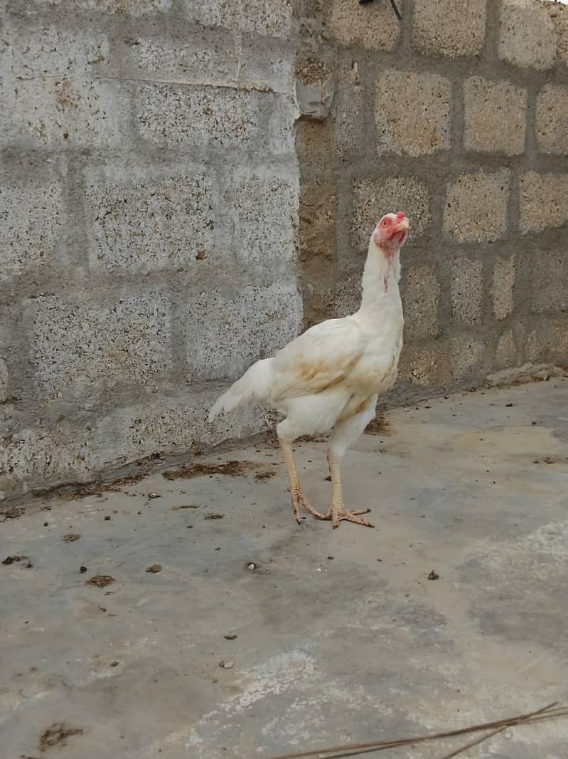 Aseel Hens Urgent Sale ( Aseel Murgiya ) 14